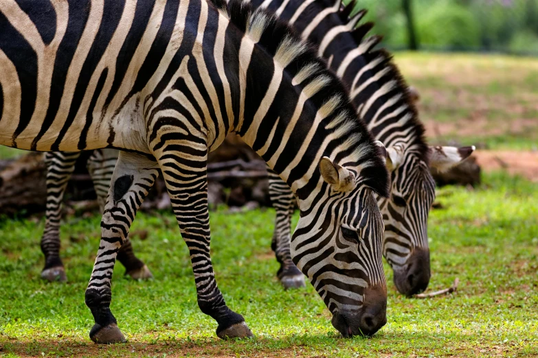 a couple of zebra standing on top of a lush green field, pexels contest winner, op art, eating, sri lanka, 🦩🪐🐞👩🏻🦳, frontal close up