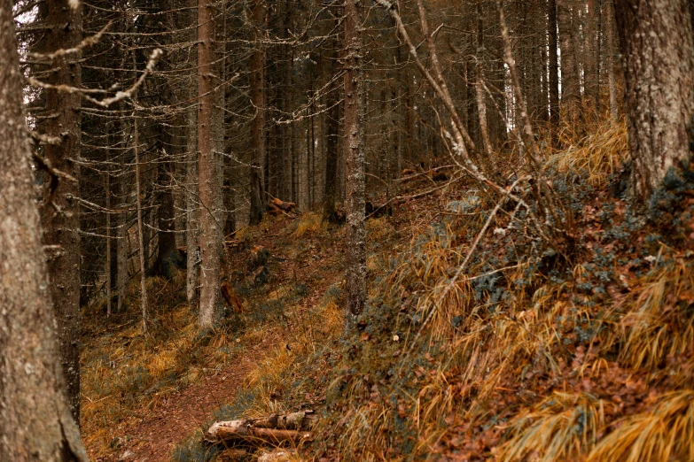 a red fire hydrant sitting in the middle of a forest, pexels contest winner, panorama, brown, hunting, ((forest))