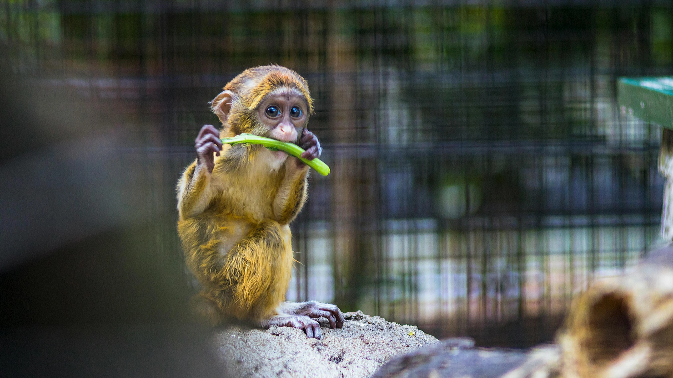 a monkey holding a banana in its mouth, by Adam Marczyński, pexels contest winner, sumatraism, macaque inside alien base, panels, an olive skinned, kids