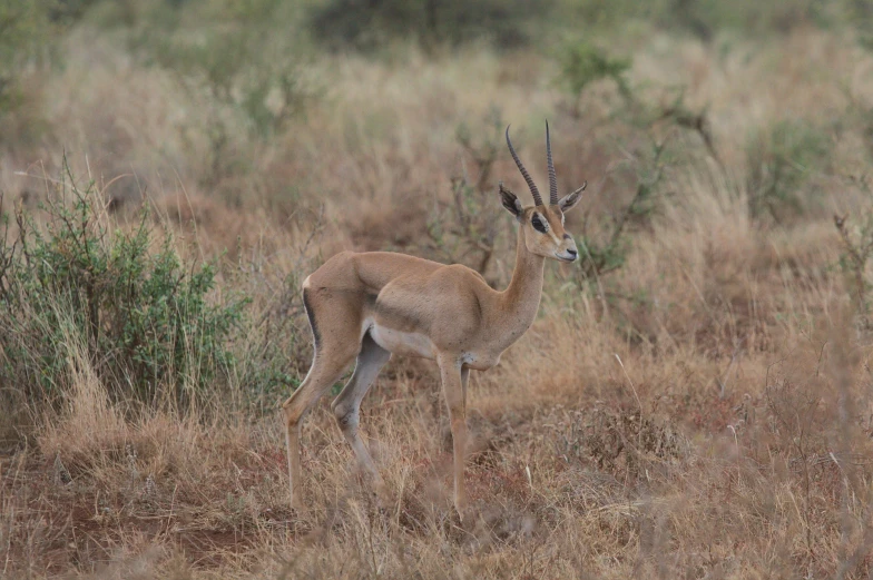 a gazelle standing on top of a dry grass covered field, pexels contest winner, hurufiyya, very kenyan, no cropping, grey, subtitles