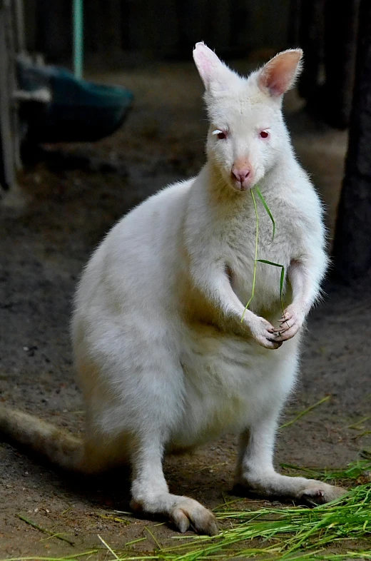 a white kangaroo standing on its hind legs, flickr, renaissance, with a straw, fluffy green belly, colossal rat, close-up!!!!!!