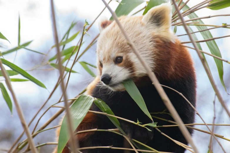 a red panda sitting in a tree eating leaves, a portrait, trending on pexels, made of bamboo, white - haired fox, manuka, slide show