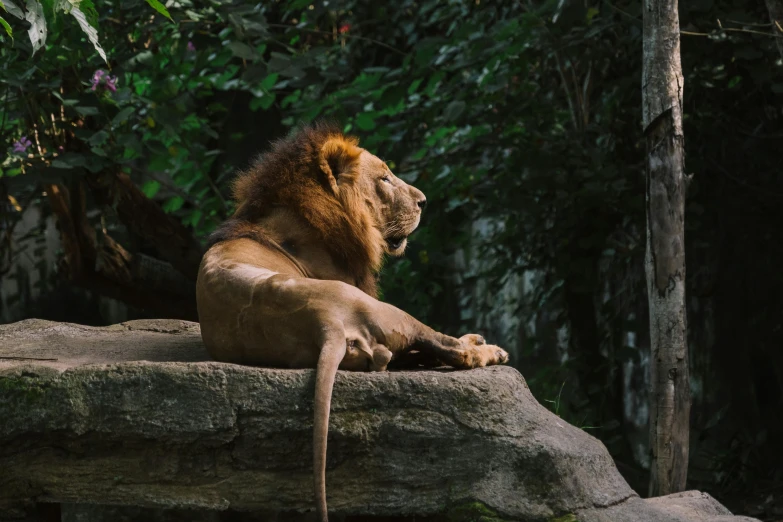 a lion laying on top of a large rock, pexels contest winner, full body profile, fan favorite, lion icon, 1 2 9 7