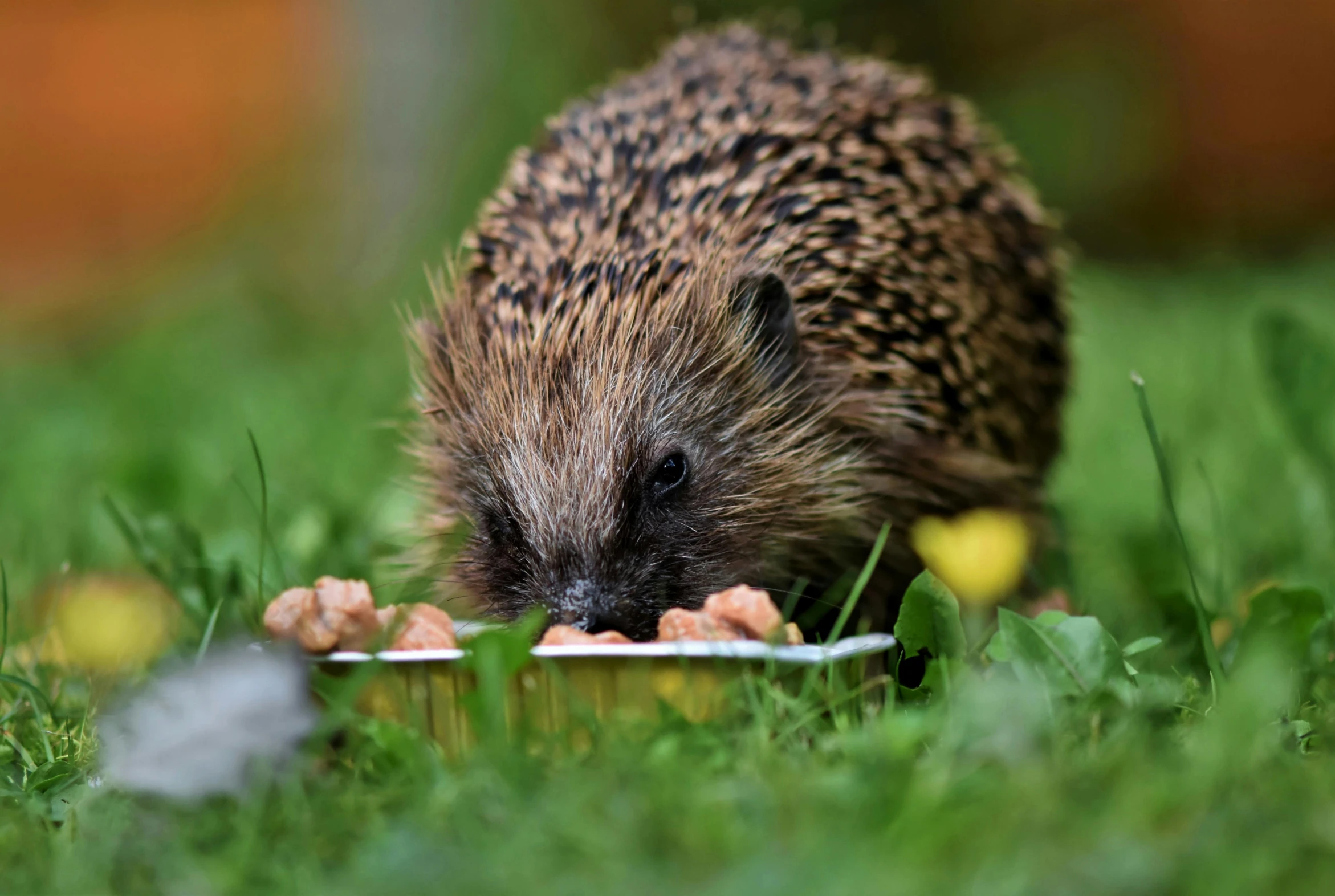 a hedge eating out of a bowl in the grass, by Julia Pishtar, pexels contest winner, hedgehog magus, dessert, brown, hot food