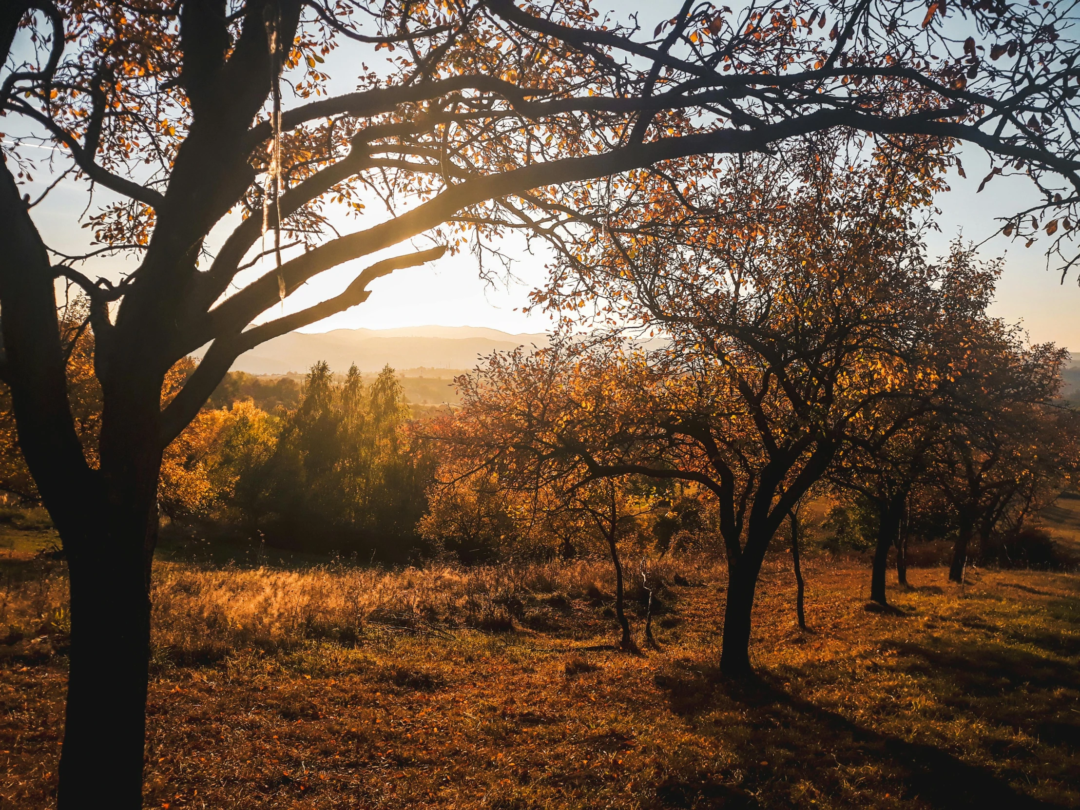 the sun is shining through the trees in the field, by Jessie Algie, unsplash contest winner, autumnal colours, bushveld background, cottagecore, golden hour 8k