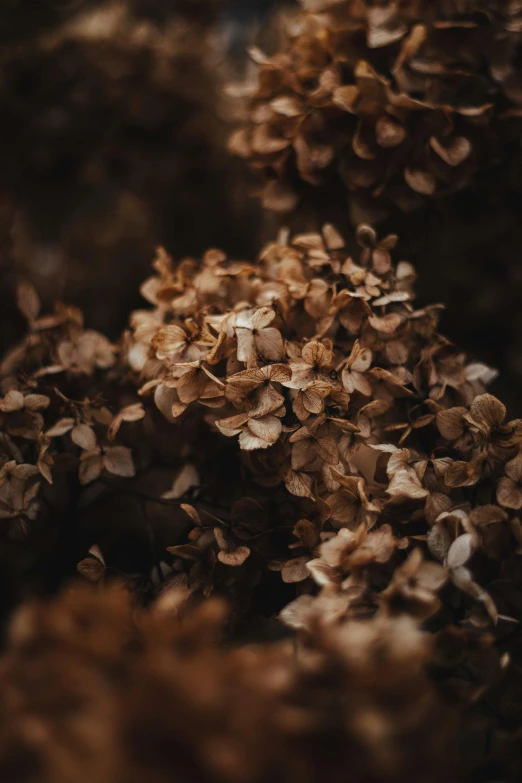 a close up of a bunch of flowers, a macro photograph, inspired by Elsa Bleda, trending on unsplash, tonalism, brown color, made of leaves, deity of hydrangeas, very crispy