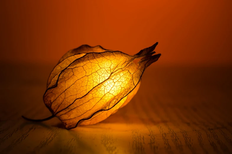 a close up of a flower on a table, by Julian Allen, pexels contest winner, chinese lanterns, warm golden backlit, dried flower, nightlight