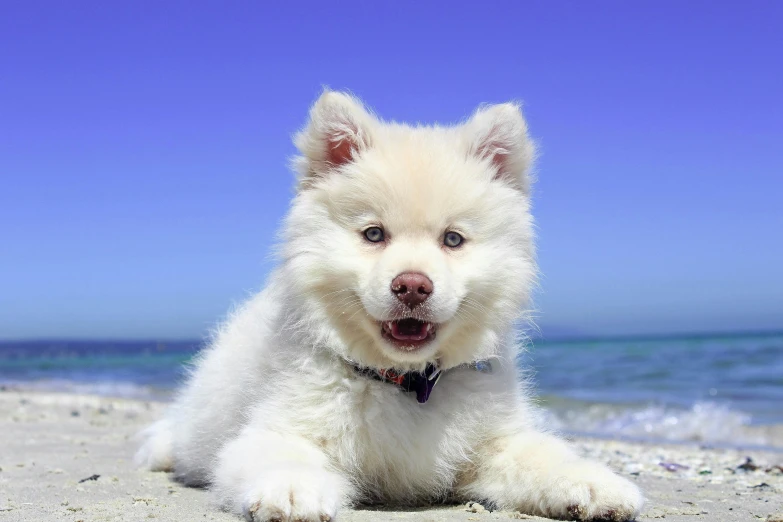 a small white dog laying on top of a sandy beach, pexels contest winner, happy finnish lapphund dog, clear blue eyes, youtube thumbnail, puppies