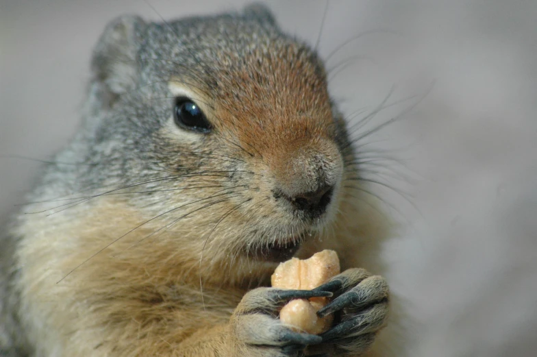 a close up of a squirrel eating a piece of food, a photo, by Greg Rutkowski, trending on pexels, quechua, grain”