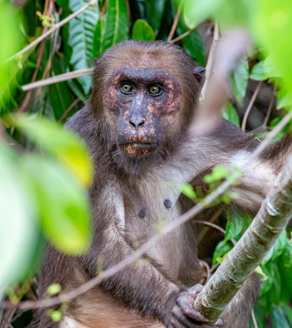 a monkey that is sitting in a tree, a portrait, by Joseph Severn, sumatraism, full frame image, male emaciated, calmly conversing 8k, an intricate