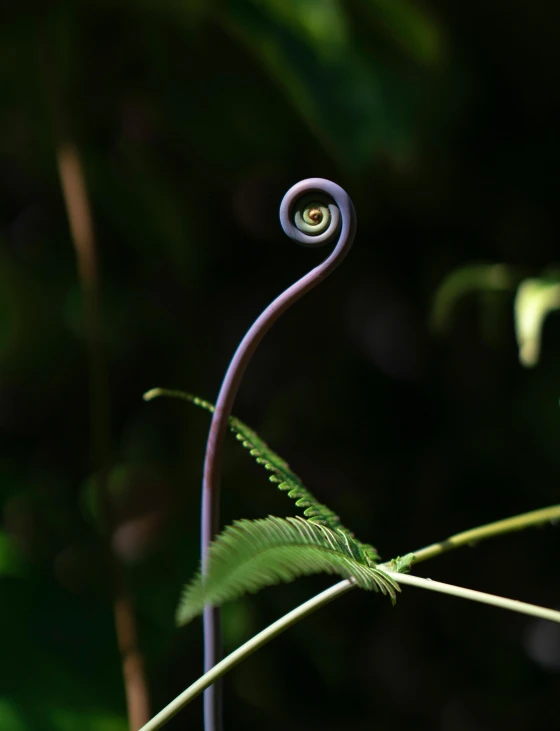 a close up of a plant with green leaves, by Alison Geissler, sumatraism, swirly tubes, beautiful surroundings, looking off to the side, photograph captured in the woods