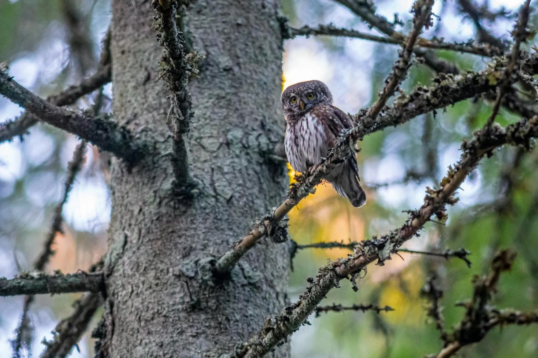 a bird sitting on top of a tree branch, by Jaakko Mattila, pexels contest winner, hurufiyya, very very small owl, boreal forest, soaking wet, next to a tree