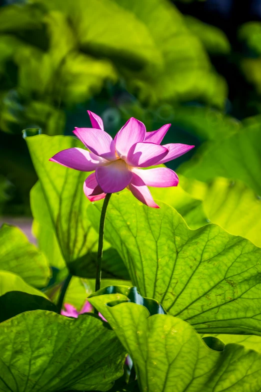 a pink flower sitting on top of green leaves, standing gracefully upon a lotus, mystical kew gardens, sun lit, ben lo