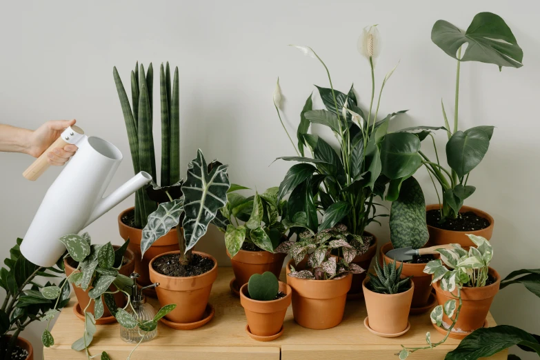 a person is watering plants on a shelf, a still life, inspired by Eden Box, trending on unsplash, photorealism, 🦩🪐🐞👩🏻🦳, group photo, lined up horizontally, lush gnarly plants