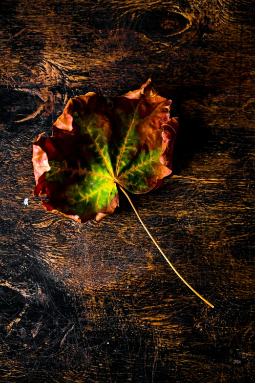 a close up of a leaf on a wooden surface, by Alison Geissler, trending on pexels, art photography, multicoloured, dark, clover, 15081959 21121991 01012000 4k