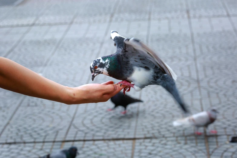 a person feeding a pigeon on the street, by Julia Pishtar, pexels contest winner, fan favorite, holding paws, multicolored, hot food