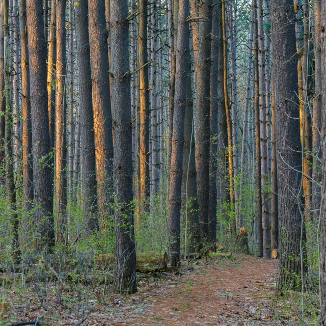 a forest filled with lots of tall trees, evenly lit, foot path, pine wood, greg rutwoski