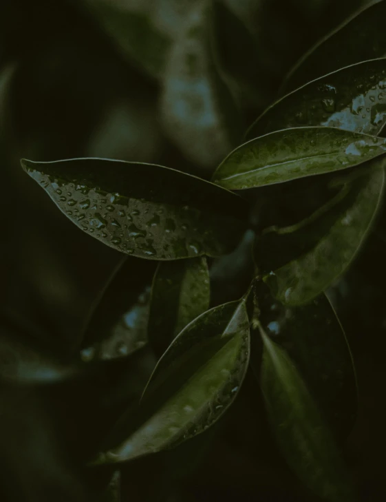 a close up of a leaf on a tree, inspired by Elsa Bleda, trending on unsplash, dark background ”, bushes in the background, background image, green rain