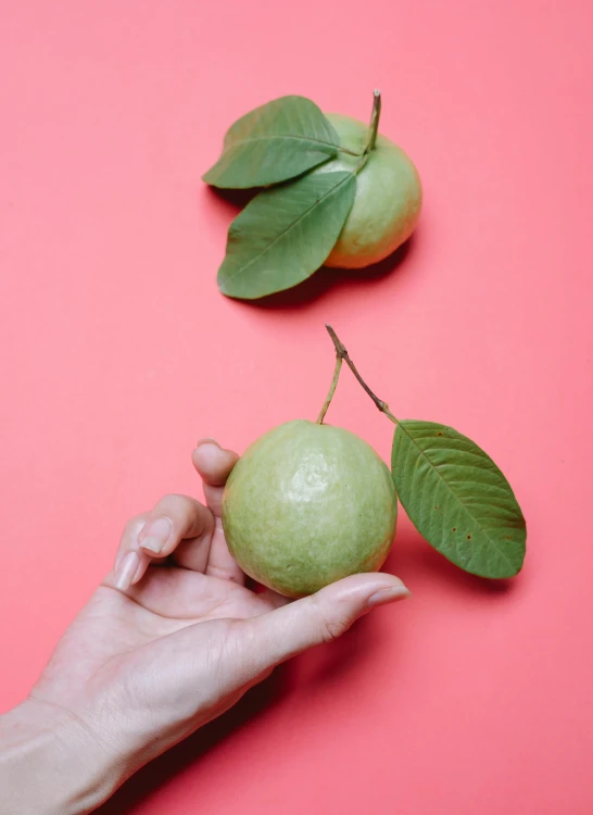 a person's hand holding a green apple on a pink background, by Julia Pishtar, trending on pexels, fig leaves, passion fruits, background image