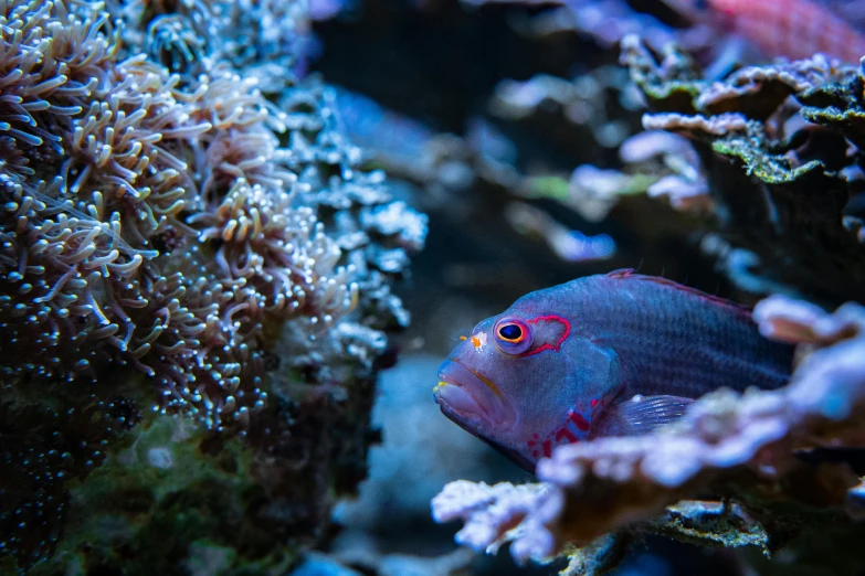 a close up of a fish in an aquarium, trending on pexels, renaissance, covered in coral, purple, a photo of the ocean, taken with sony alpha 9