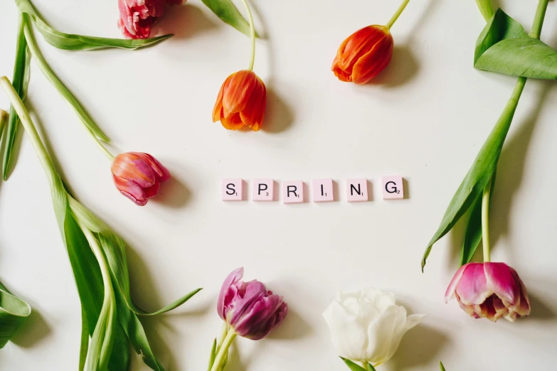the word spring spelled in scrabbles surrounded by tulips, trending on unsplash, happening, background image, porcelain skin ”, schools, four seasons