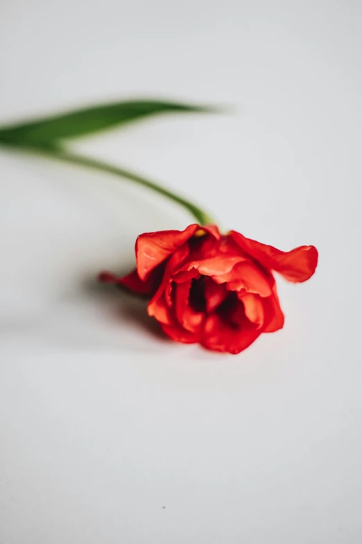 a single red flower on a white surface, by Niko Henrichon, unsplash, profile image, rip, profile picture