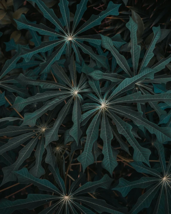 a close up of a plant with green leaves, many stars, alessio albi, absolutely outstanding image, encarpus