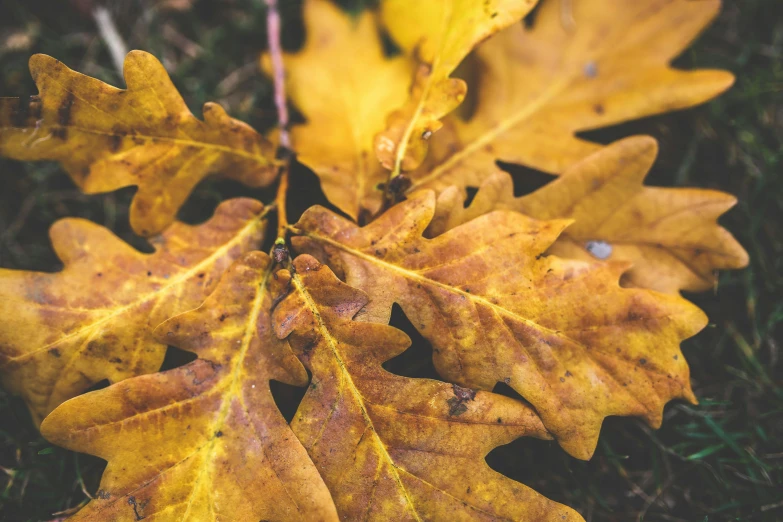 a close up of a leaf on the ground, pexels, autumn colour oak trees, thumbnail, yellow, high detail photo