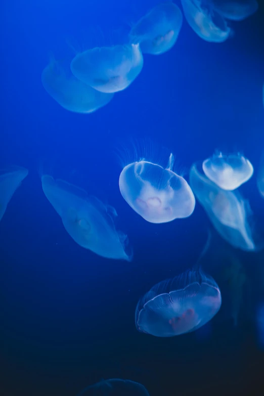 a group of jellyfish swimming in the ocean, biodome, jen atkin, f/2.5, soft blue light