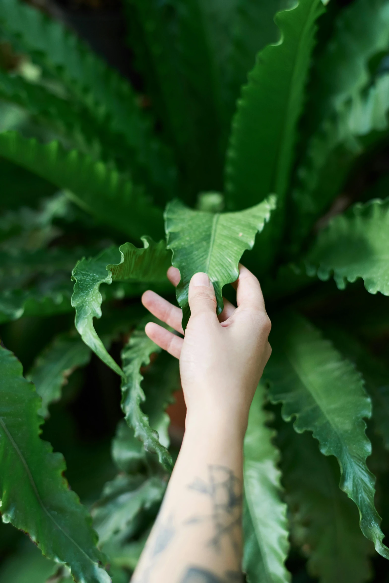 a person's hand reaching up to a plant, tropical foliage, holding jagged scimitar, lightweight, lush greens