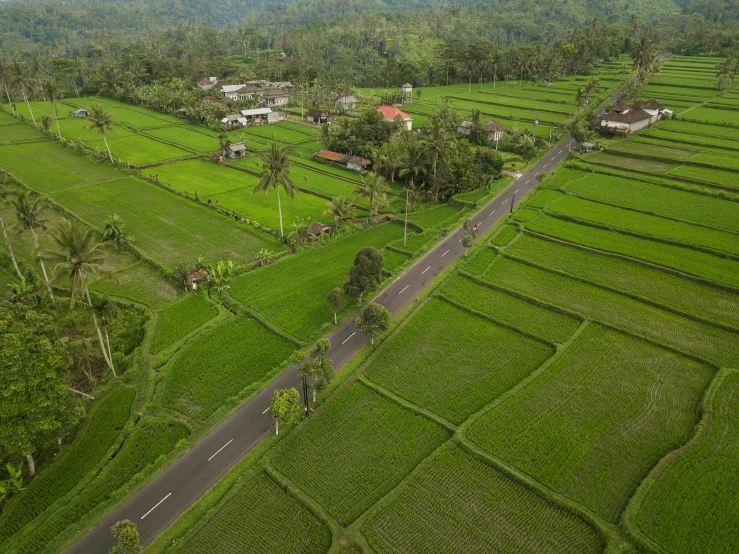an aerial view of a lush green rice field, by Daren Bader, pexels contest winner, square, country road, grey, holiday