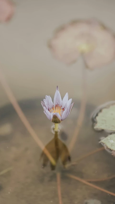 a close up of a flower in a body of water, unsplash, muted brown, shot on sony alpha dslr-a300, nymphaea, low quality photo