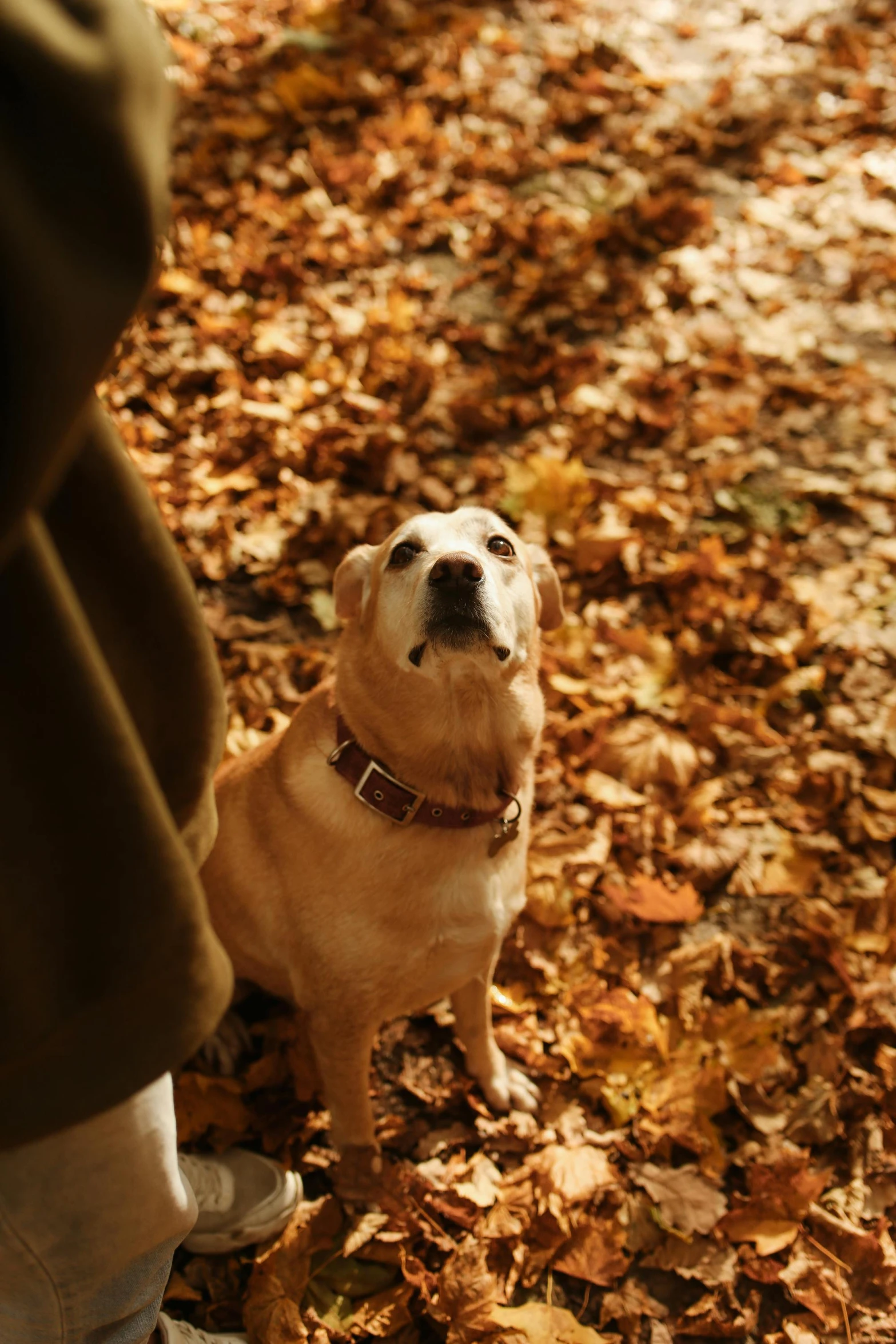 a person standing next to a dog in the leaves, looking up, premium, thoughtful )