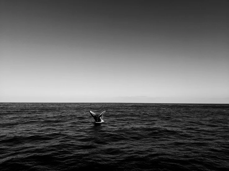 a black and white photo of a bird flying over the ocean, by Matthias Weischer, unsplash, minimalism, whale, ffffound, astronaut in the ocean, tourist photo