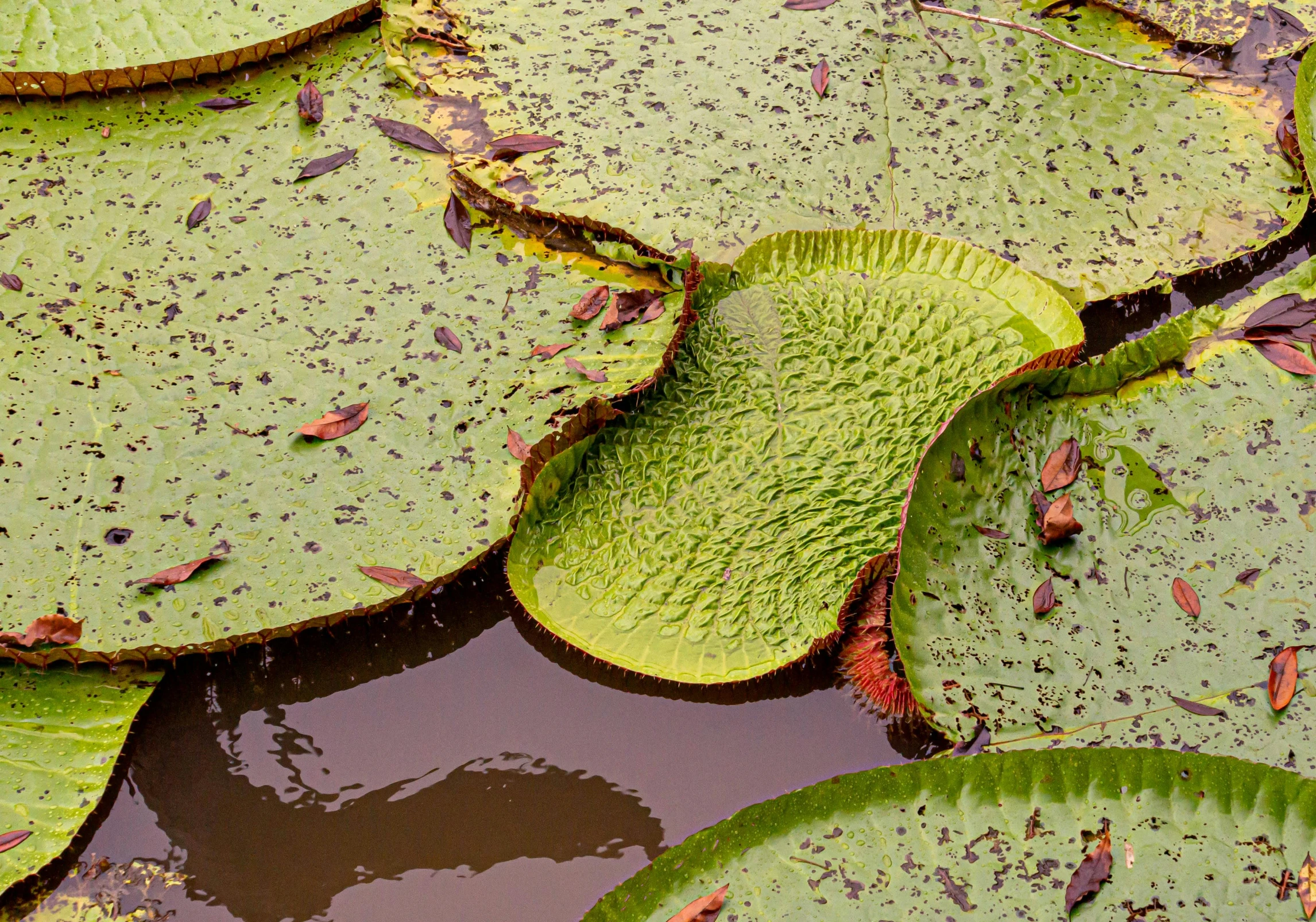 a group of water lillies floating on top of a body of water, sitting on a leaf, shipibo, carnivorous plant, up-close