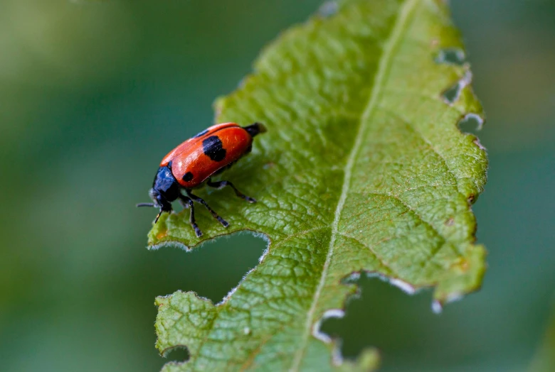 a red and black bug sitting on top of a green leaf, renaissance, ap news, digital image, high resolution print :1 red, a small