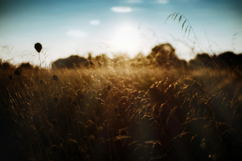 a field of tall grass with the sun in the background, by Thomas Häfner, unsplash contest winner, romanticism, medium format. soft light, lensflares, autumn field, today\'s featured photograph 4k