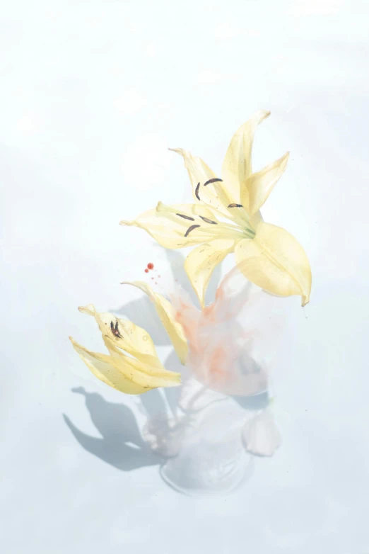 a vase filled with yellow flowers sitting on top of a table, an album cover, conceptual art, nick knight, lilies, pastel', floating in mid - air