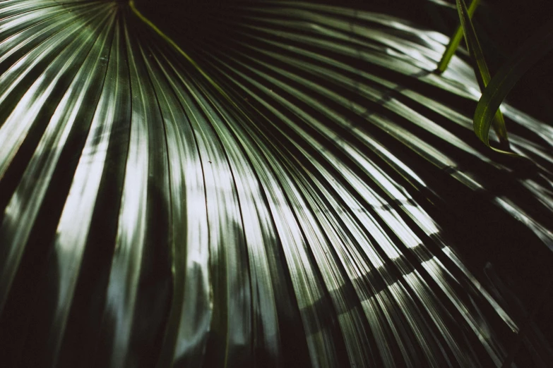 a close up of a leaf of a plant, a picture, unsplash, a palm tree, shot on hasselblad, dimly - lit, botanic garden