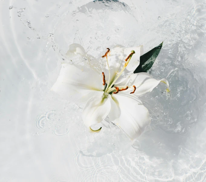 a white flower floating in a pool of water, inspired by Vija Celmins, trending on unsplash, exotic lily ears, bubble bath, miniature product photo, flowers exploding and spraying