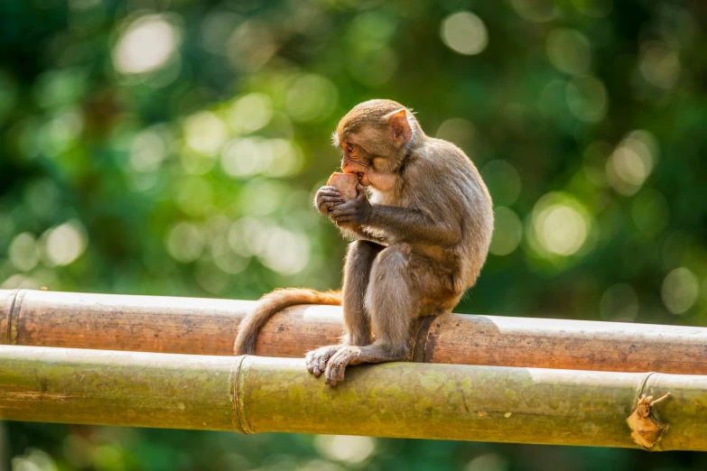 a monkey sitting on top of a bamboo pole, trending on pexels, hunched over, having a snack, islamic, asleep