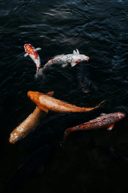 a group of koi fish swimming in a pond, a picture, unsplash contest winner, hurufiyya, alessio albi, a high angle shot, different colors, low key