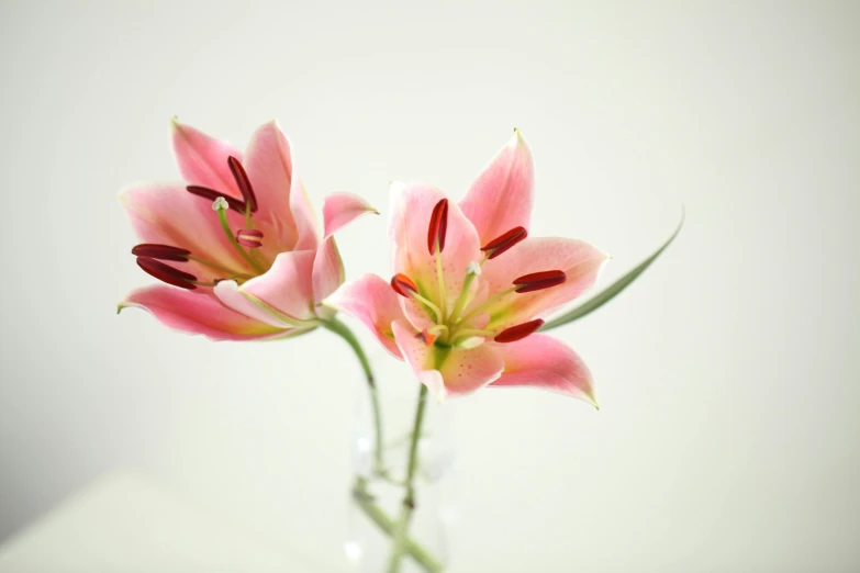 two pink flowers in a clear vase on a table, by Sylvia Wishart, unsplash, lily flower, close up front view, shot on sony a 7, large tall