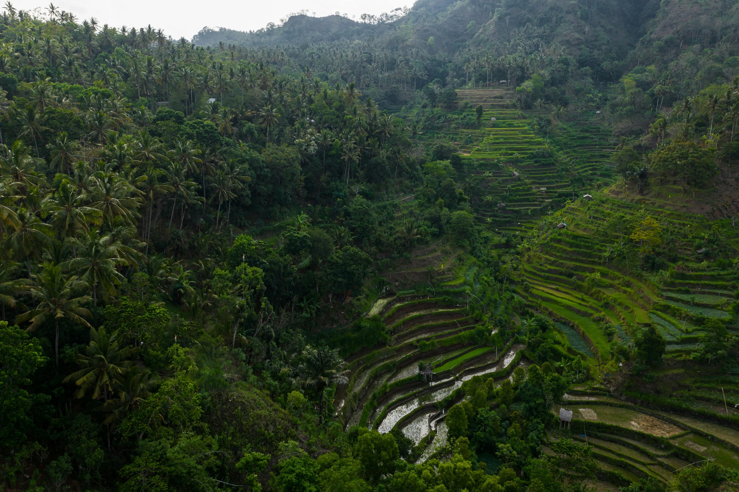 a group of people standing on top of a lush green hillside, by Jessie Algie, pexels contest winner, sumatraism, staggered terraces, it's getting dark, thatched roofs, flying above a tropical forest