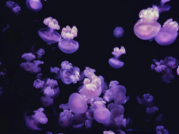 a bunch of jellyfish floating in the water, unsplash, purple - tinted, 2000s photo, black light rave, floating molecules