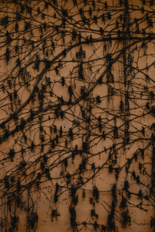 a fire hydrant sitting in front of a wall covered in vines, an abstract drawing, by Rudolf Schlichter, thousands of crows, black fine lines on warm brown, ( ( photograph ) ), fractal detail