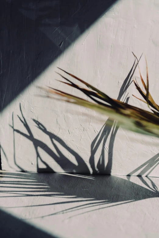 a shadow of a plant on a wall, by Emily Shanks, trending on unsplash, conceptual art, long spikes, refracted light, on a white table, branches composition abstract