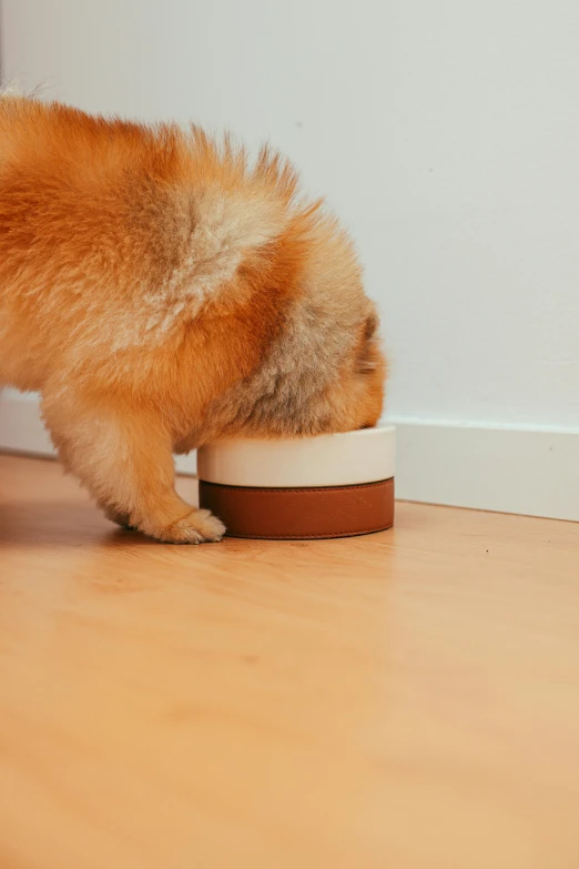 a dog eating out of a bowl on the floor, pexels contest winner, minimalism, hiding behind obstacles, obese, gif, thoughtful )