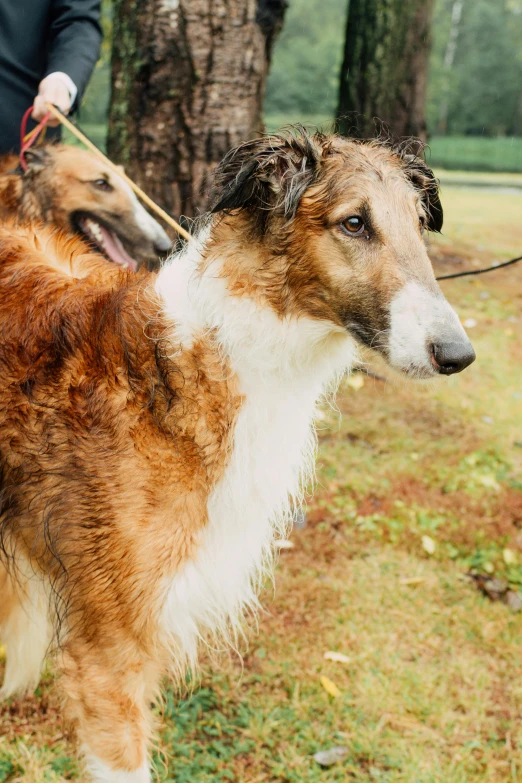 a brown and white dog standing on top of a lush green field, wet fur, large noses, festivals, close-up photograph