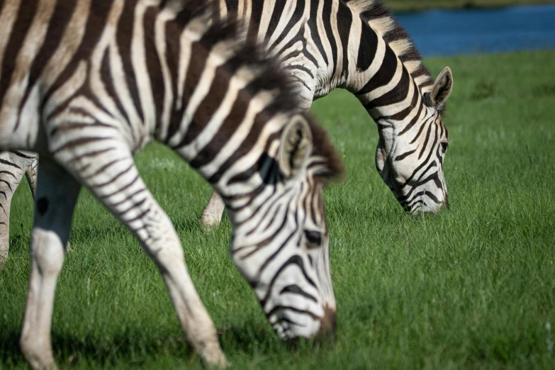 a couple of zebra standing on top of a lush green field, pexels contest winner, op art, eating, black stripes, 🦩🪐🐞👩🏻🦳, an extreme closeup shot